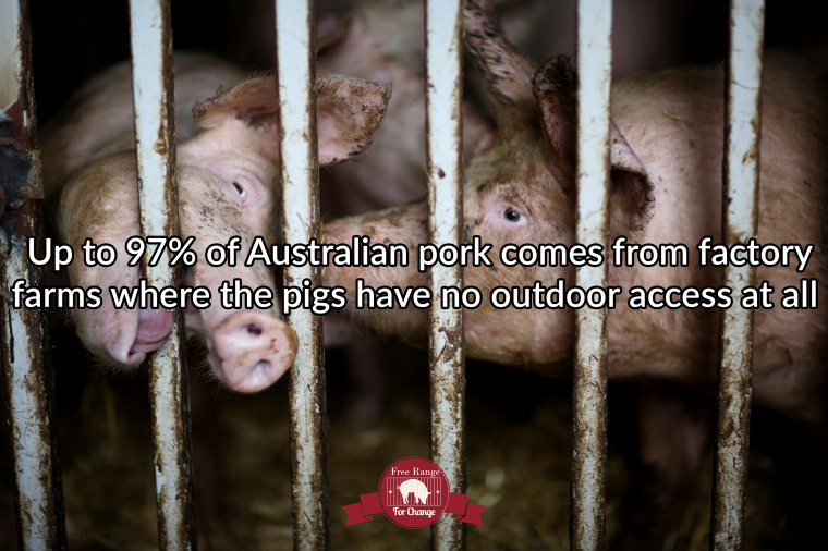Pigs behind bars.png